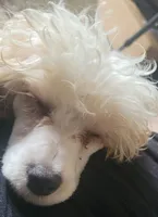 Birch, a male Poodle - Miniature  for sale in Clare, MI – 5 of 5