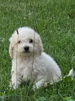 Aspen , a female Poodle - Miniature  for sale in Clare, MI – 3 of 8