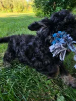 Spruce , a female Poodle - Miniature  for sale in Clare, MI – 3 of 9