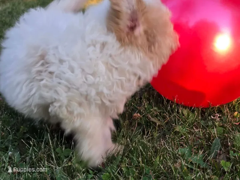 Nutmeg  – Cavapoo puppy for sale in Clare, MI