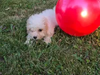 Nutmeg , a female Cavapoo for sale in Clare, MI – 5 of 9