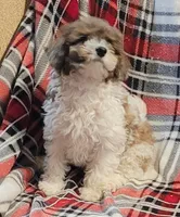 Zenith, a female Poodle - Miniature  for sale in Clare, MI – Photo 1 of 6