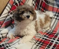 Zenith, a female Poodle - Miniature  for sale in Clare, MI – Photo 4 of 6