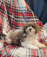 Zenith, a female Poodle - Miniature  for sale in Clare, MI – Photo 5 of 6