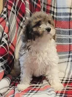 Zenith, a female Poodle - Miniature  for sale in Clare, MI – Photo 2 of 6
