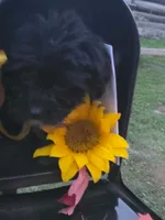 Captain , a male Yorkipoo for sale in Clare, MI – 2 of 10