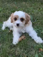 Clove, a male Cavapoo for sale in Clare, MI – 10 of 10