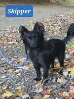 Bosun, a female Yorkipoo for sale in Clare, MI – 9 of 10