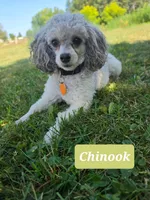 Sailor , a female Yorkipoo for sale in Clare, MI – 3 of 10