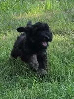 Spruce , a female Poodle - Miniature  for sale in Clare, MI – 7 of 9