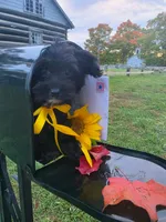 Sailor , a female Yorkipoo for sale in Clare, MI – 5 of 10