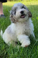 Ash, a female Poodle - Miniature  for sale in Clare, MI – 8 of 9