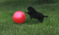 Oak, a female Poodle - Miniature  for sale in Clare, MI – 7 of 10