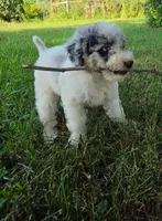 Ash, a female Poodle - Miniature  for sale in Clare, MI – 5 of 9