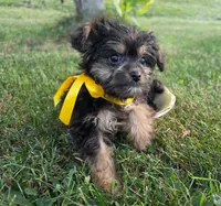 Bosun, a female Yorkipoo for sale in Clare, MI – 5 of 10