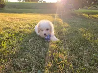 Nutmeg , a female Cavapoo for sale in Clare, MI – 2 of 9