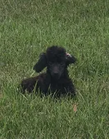 Oak, a female Poodle - Miniature  for sale in Clare, MI – 2 of 10