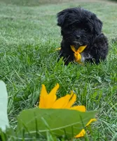 Captain , a male Yorkipoo for sale in Clare, MI – 6 of 10