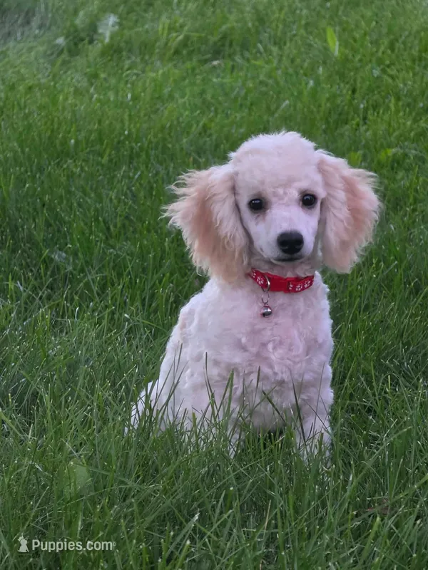 Birch – Poodle - Miniature  puppy for sale in Clare, MI