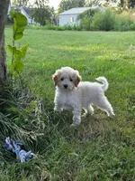 Aspen , a female Poodle - Miniature  for sale in Clare, MI – 2 of 8