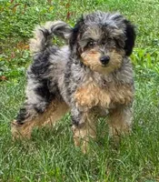 Maple, a female Poodle - Miniature  for sale in Clare, MI – 3 of 10
