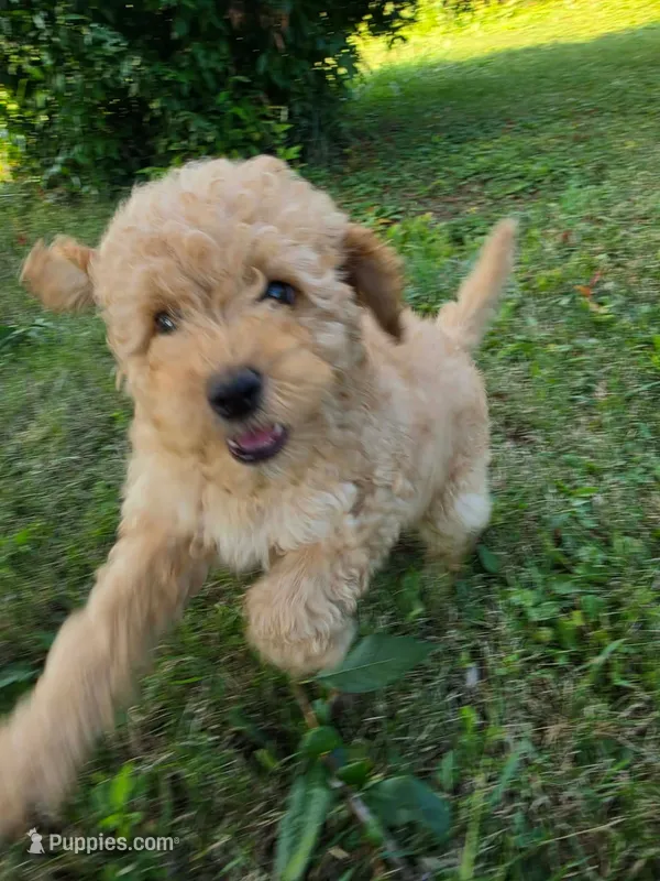 Cedar – Poodle - Miniature  puppy for sale in Clare, MI