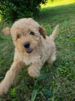 Cedar, a female Poodle - Miniature  for sale in Clare, MI – 1 of 7