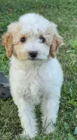 Aspen , a female Poodle - Miniature  for sale in Clare, MI – 4 of 8