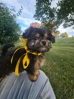 Bosun, a female Yorkipoo for sale in Clare, MI – 6 of 10