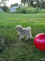 Aspen , a female Poodle - Miniature  for sale in Clare, MI – 5 of 8