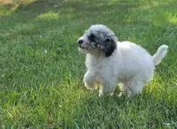 Ash, a female Poodle - Miniature  for sale in Clare, MI – 6 of 9