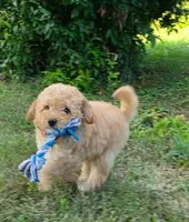 Cedar, a female Poodle - Miniature  for sale in Clare, MI – 4 of 7