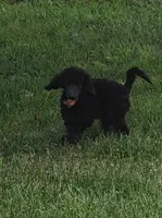 Oak, a female Poodle - Miniature  for sale in Clare, MI – 10 of 10