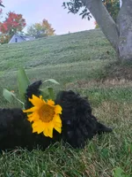 Sailor , a female Yorkipoo for sale in Clare, MI – 9 of 10