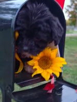 Captain , a male Yorkipoo for sale in Clare, MI – 3 of 10