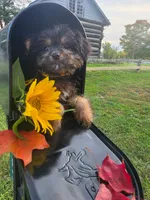 Bosun, a female Yorkipoo for sale in Clare, MI – 10 of 10
