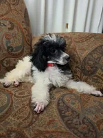 Tamarack, a female Poodle - Miniature  for sale in Clare, MI – 4 of 5