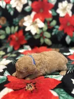 Bluey, a male Poodle - Toy  for sale in Hubert, NC – 7 of 7