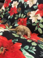 Nicole , a female Poodle - Toy  for sale in Hubert, NC – 6 of 7