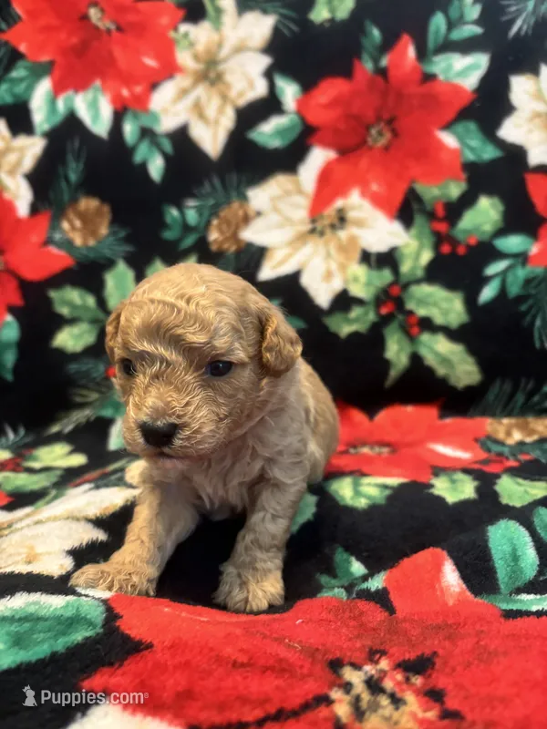 Bluey – Poodle - Toy  puppy for sale in Hubert, NC