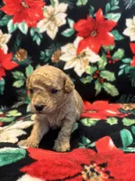 Bluey, a male Poodle - Toy  for sale in Hubert, NC – 1 of 7