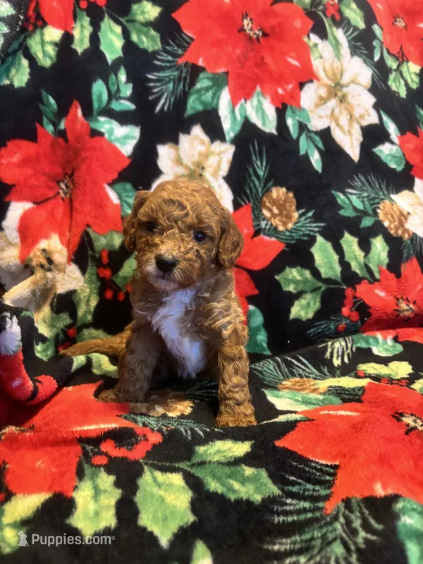 Coco – Poodle - Toy  puppy for sale in Hubert, NC