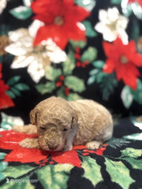 Bucky – Poodle - Toy  puppy for sale in Hubert, NC