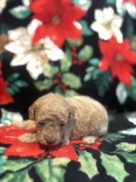 Bucky, a male Poodle - Toy  for sale in Hubert, NC – 1 of 8