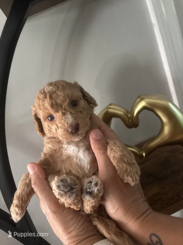Nicole  – Poodle - Toy  puppy for sale in Hubert, NC