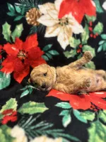 Bluey, a male Poodle - Toy  for sale in Hubert, NC – 2 of 7