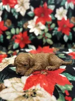 Hunter, a male Poodle - Toy  for sale in Hubert, NC – 7 of 7