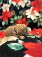 Nicole , a female Poodle - Toy  for sale in Hubert, NC – 4 of 7
