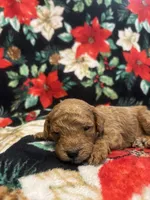 Hunter, a male Poodle - Toy  for sale in Hubert, NC – 4 of 7