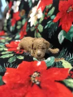 Nicole , a female Poodle - Toy  for sale in Hubert, NC – 3 of 7